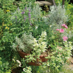 【印旛郡】しすい・ハーブガーデン