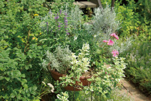 【印旛郡】しすい・ハーブガーデン