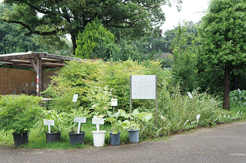 佐倉市 国立歴史民俗博物館 くらしの 植物苑 伝統の朝顔