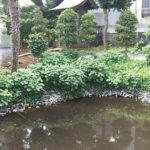 【白井市】伝説の泉が今も残る 白井市 清戸の泉・みたらしの池