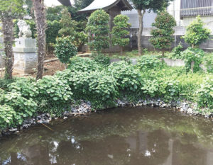 【白井市】伝説の泉が今も残る 白井市 清戸の泉・みたらしの池