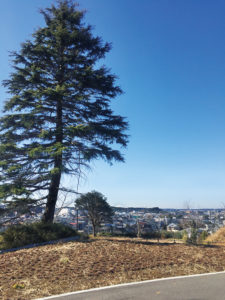 【印西市】利根川や富士山の眺めも楽しめる！木下交流の杜 歴史資料センター