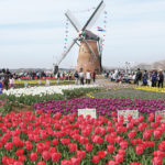 【佐倉市】春を告げる佐倉の祭典 佐倉チューリップ フェスタを 支える人たち