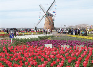 【佐倉市】春を告げる佐倉の祭典 佐倉チューリップ フェスタを 支える人たち