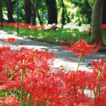 【佐倉市】美しい遊歩道をつくる人達 上志津原ふれあいどおり 彼岸花100万本計画