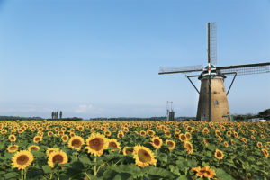 【佐倉市】佐倉ふるさと広場　風車のひまわりガーデン～美しい“夢見咲き”のひまわり畑が出来るまで～