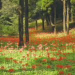 【八千代市】村上緑地公園 彼岸花まつり