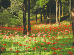 【八千代市】村上緑地公園 彼岸花まつり