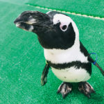 【印西市】ビッグホップの屋内動物園 MOFFアニマルワールド