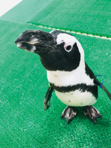 【印西市】ビッグホップの屋内動物園 MOFFアニマルワールド