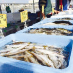 【船橋市】船橋漁港の朝市