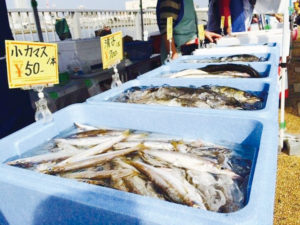 【船橋市】船橋漁港の朝市