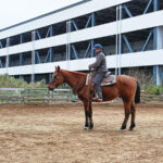【印西市】ふれあい牧場exstion（エクッション）馬から学ぶ、乗馬の魅力