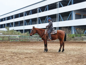 【印西市】ふれあい牧場exstion（エクッション）馬から学ぶ、乗馬の魅力