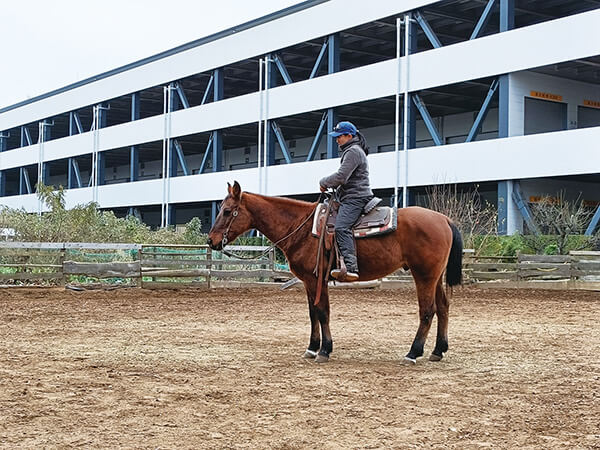 【印西市】ふれあい牧場exstion（エクッション）馬から学ぶ、乗馬の魅力