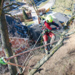 【八千代市】高木リスクに備える新技術 油屋園 アーボリスト（特殊伐採）を語る