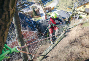 【八千代市】高木リスクに備える新技術 油屋園 アーボリスト（特殊伐採）を語る