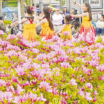 【八千代市】第16回 八千代ゆりのき台つつじ祭り