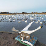 【印西市】印西市本埜　白鳥の郷　シベリアから白鳥飛来