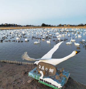 【印西市】印西市本埜　白鳥の郷　シベリアから白鳥飛来